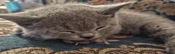British Shorthair cats for sale: British Shorthair Kittens Looking for Loving Homes - Advert 9
