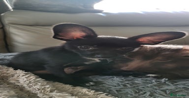 Mixed Breed dogs - Advert 3
