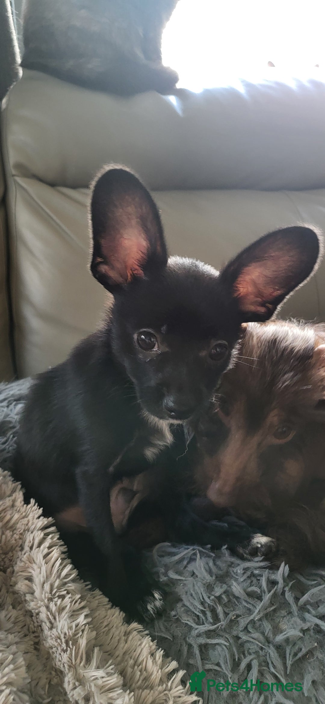 Mixed Breed dogs for sale:  Reserved Boy Small Male Papillon Cross Chihuahua  - Image 2