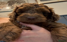 Cockapoo dogs for sale: Red, Chocolate and Merle Cockapoo Puppies - Image 14