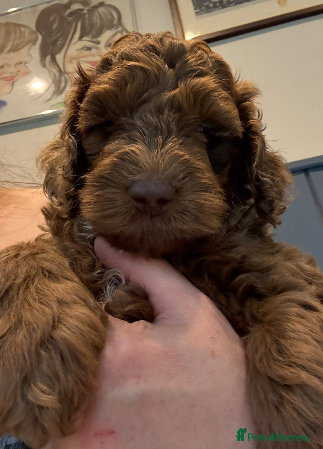 Cockapoo dogs for sale: Red, Chocolate and Merle Cockapoo Puppies - Image 14