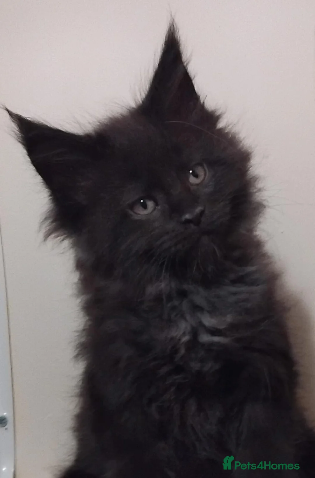 Maine Coon cats for sale: Maine Coons Kittens For Sale  - Advert 7