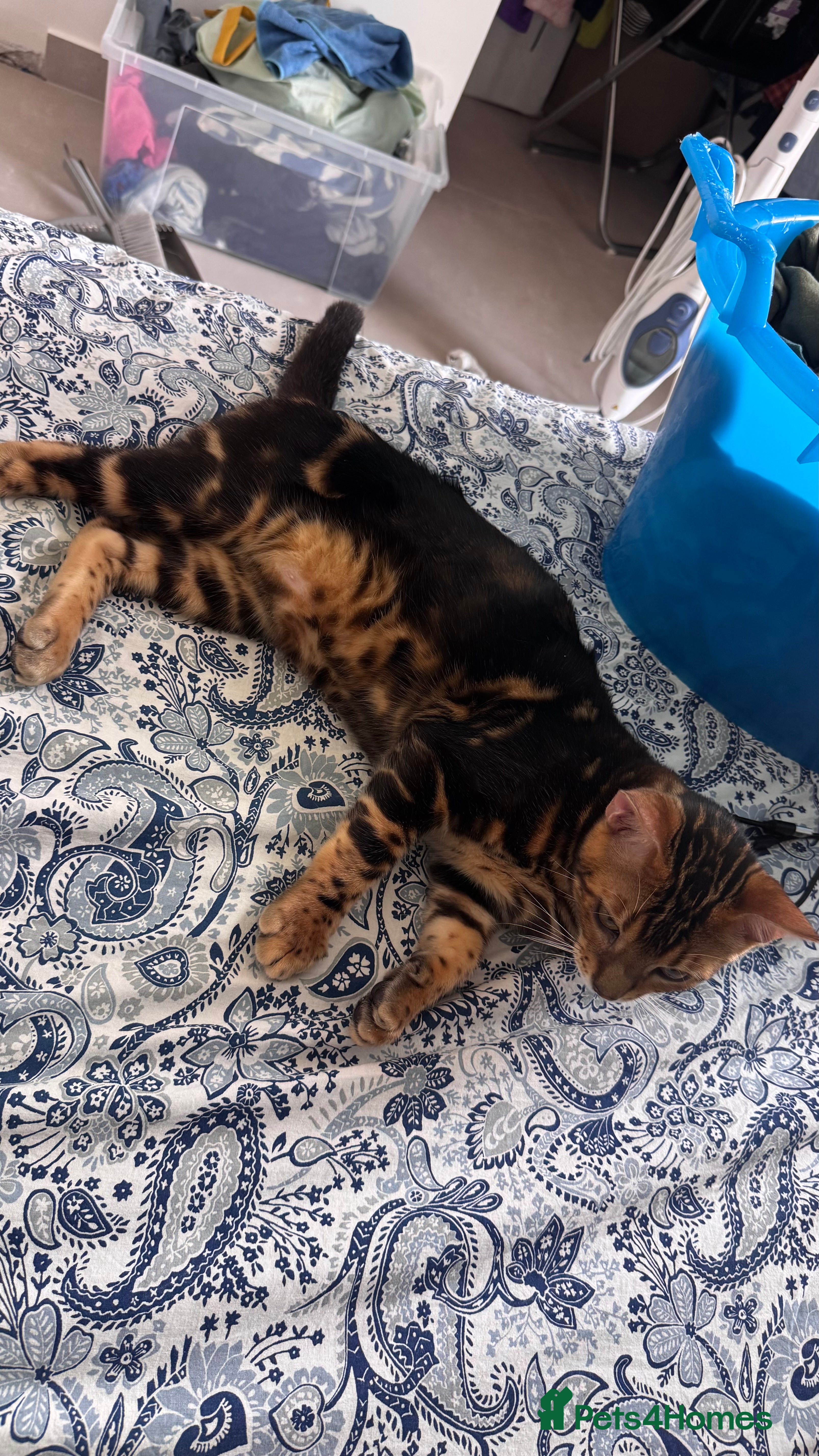 Bengal cats for sale: TICA Bengal cats adorable educated with kid NO UK  in London - Advert 15