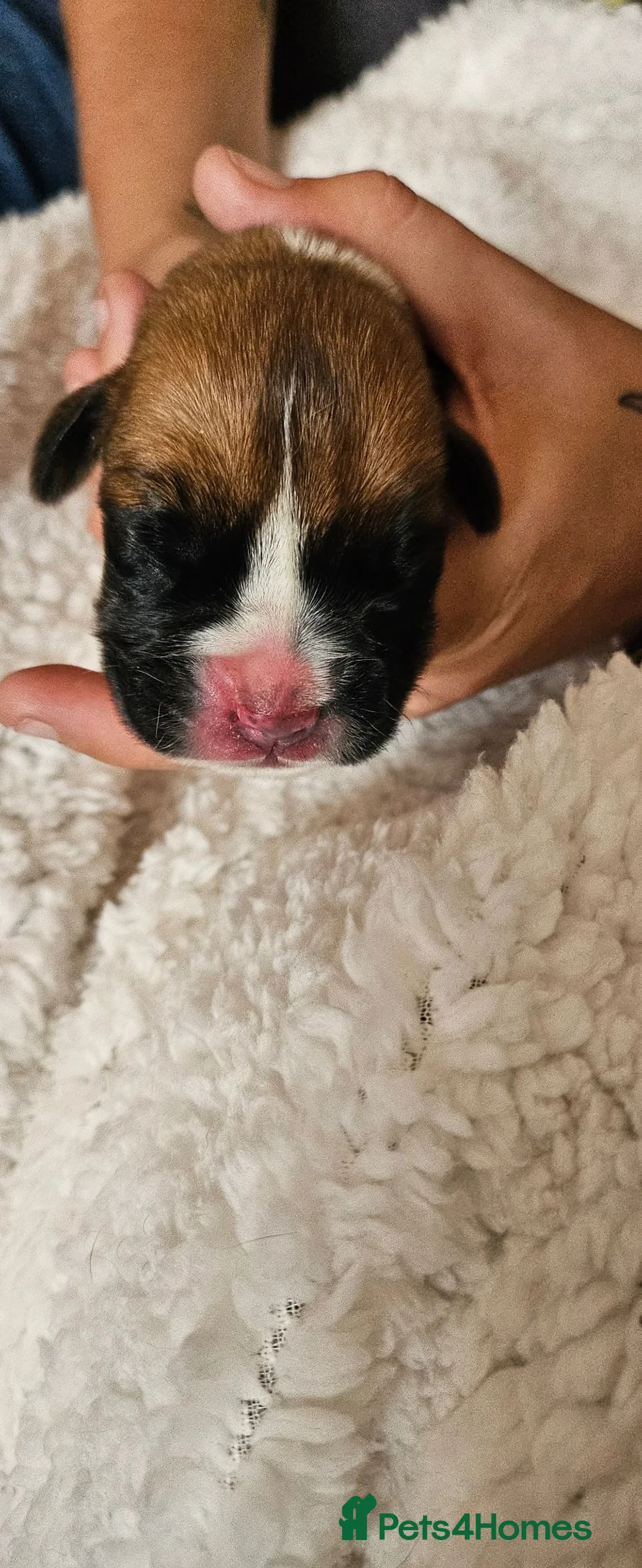 Boxer dogs for sale: Boxer puppies - Advert 2