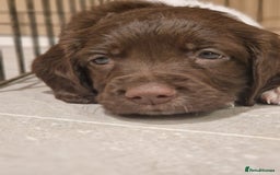 English Springer Spaniel dogs for sale: Stunning litter of English Springer Spaniels  - Advert 11