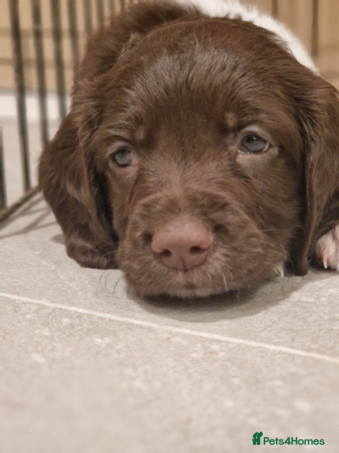 English Springer Spaniel dogs for sale: Stunning litter of English Springer Spaniels  - Advert 11