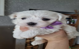 Maltese dogs for sale: Maltese pure breed 3xBoys ready on 14 December  - Advert 1