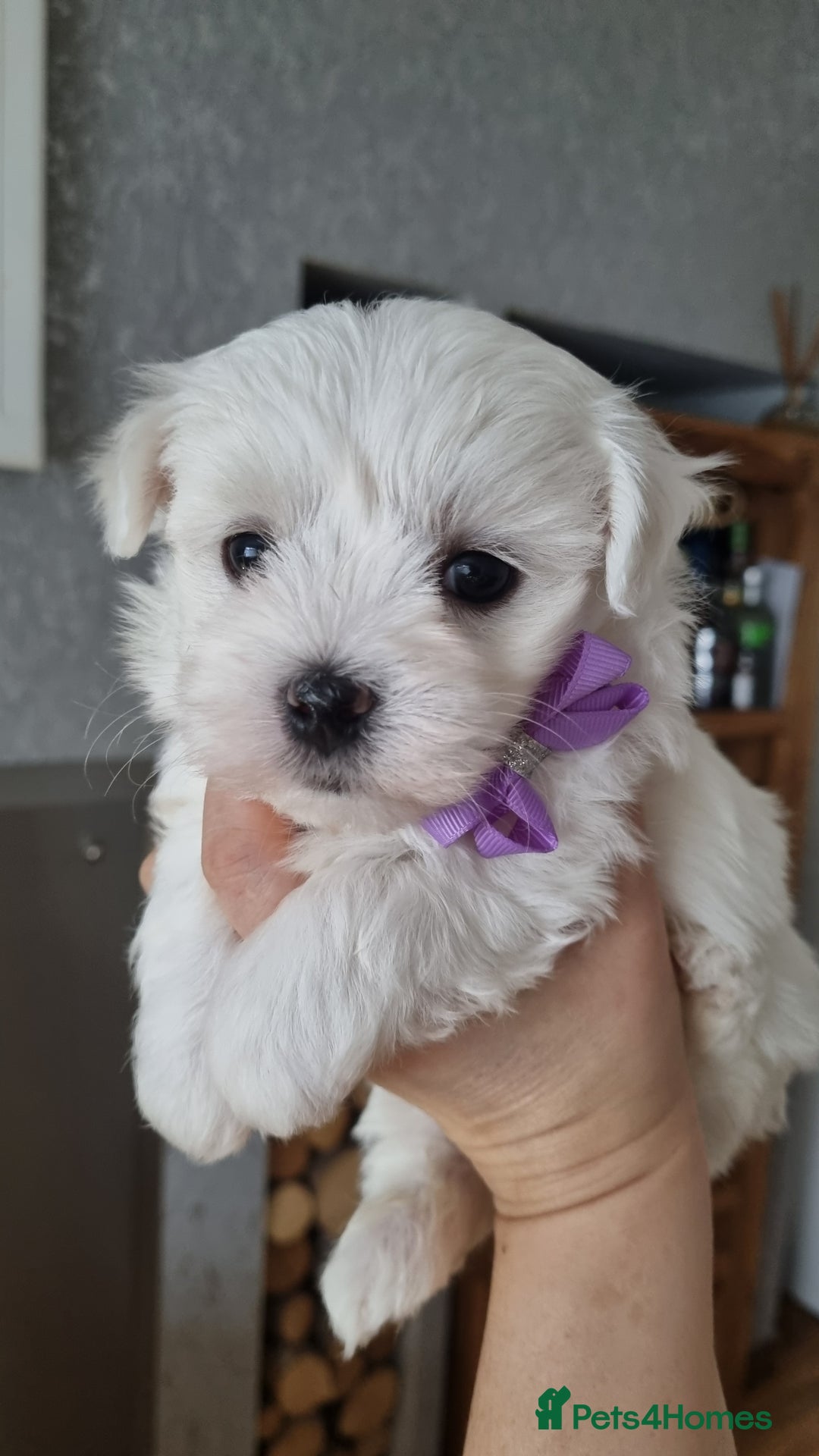 Maltese dogs for sale: Maltese pure breed 3xBoys ready on 14 December  - Advert 1