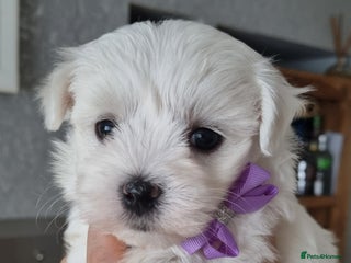 Maltese dogs Maltese pure breed 3xBoys ready on 14 December - Advert 1