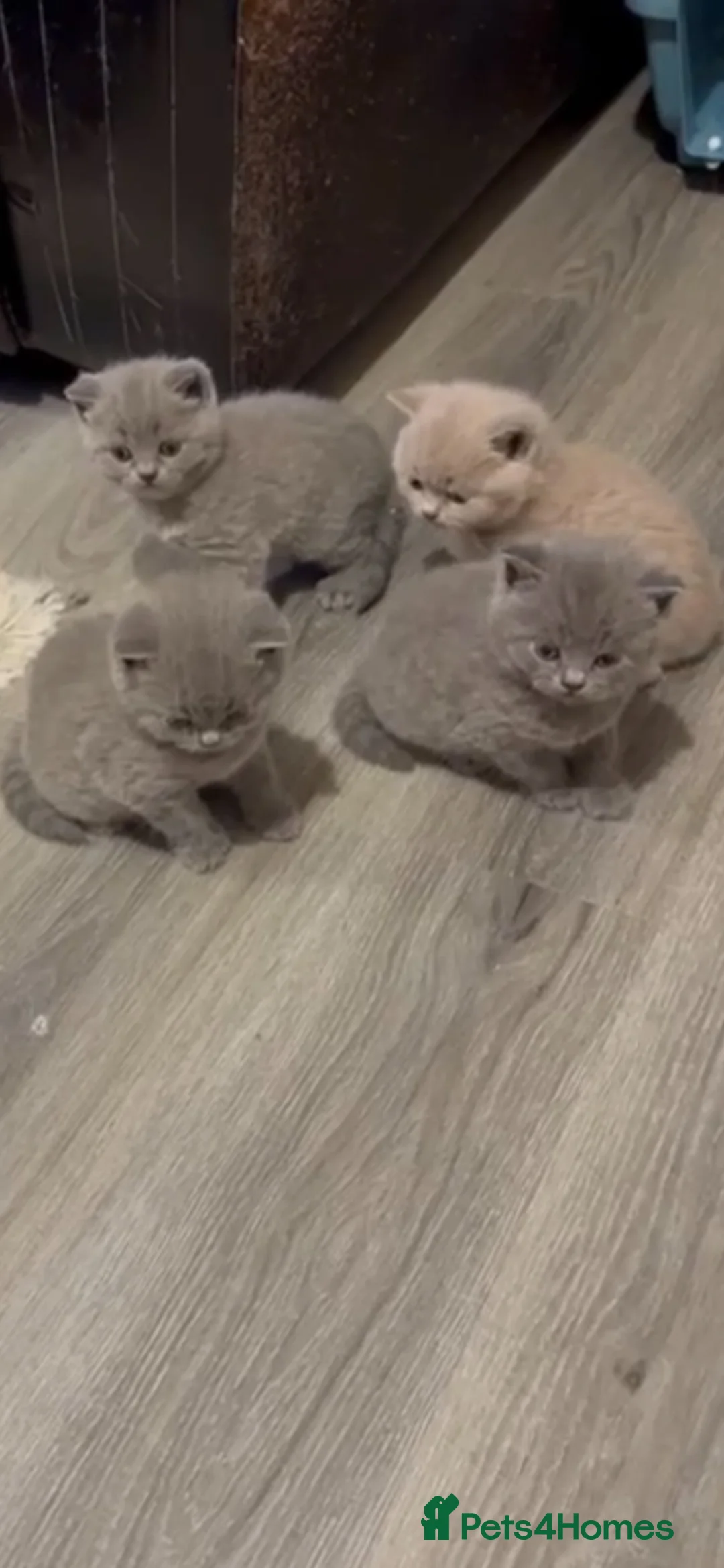 British Shorthair cats for sale: Four BSH kittens for sale - Advert 5