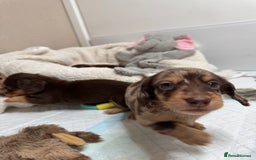 Miniature Dachshund dogs for sale: Miniature Long Haired Dachshund **Last Boy** in Saint Helens - Image 26