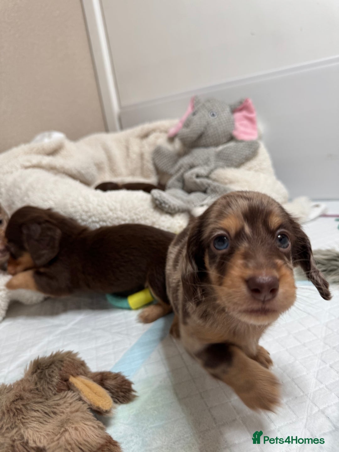 Miniature Dachshund dogs for sale: Miniature Long Haired Dachshund **Last Boy** in Saint Helens - Image 26