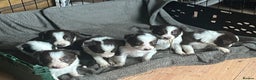 Border Collie dogs for sale: Litter of 7 border collies - Advert 1