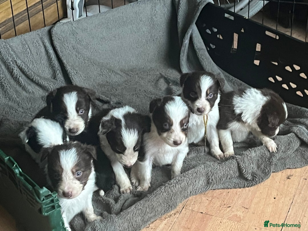 Border Collie dogs for sale: Litter of 7 border collies - Advert 1