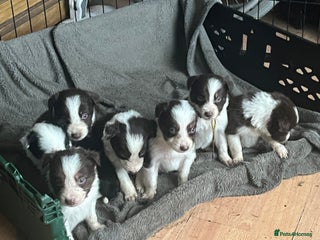 Border Collie dogs Litter of 7 border collies - Advert 1