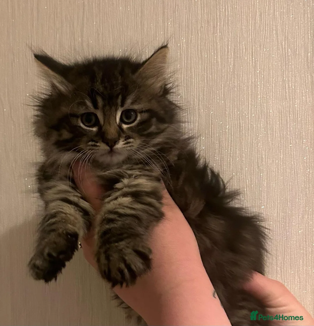 Maine Coon cats for sale: Maine coon kittens  - Advert 1