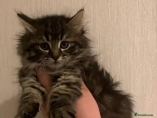 Maine Coon cats Maine coon kittens - Advert 1