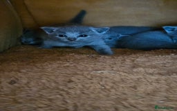 Russian Blue cats for sale: TICA Registered Kittens for Sale – £1200 - Image 5