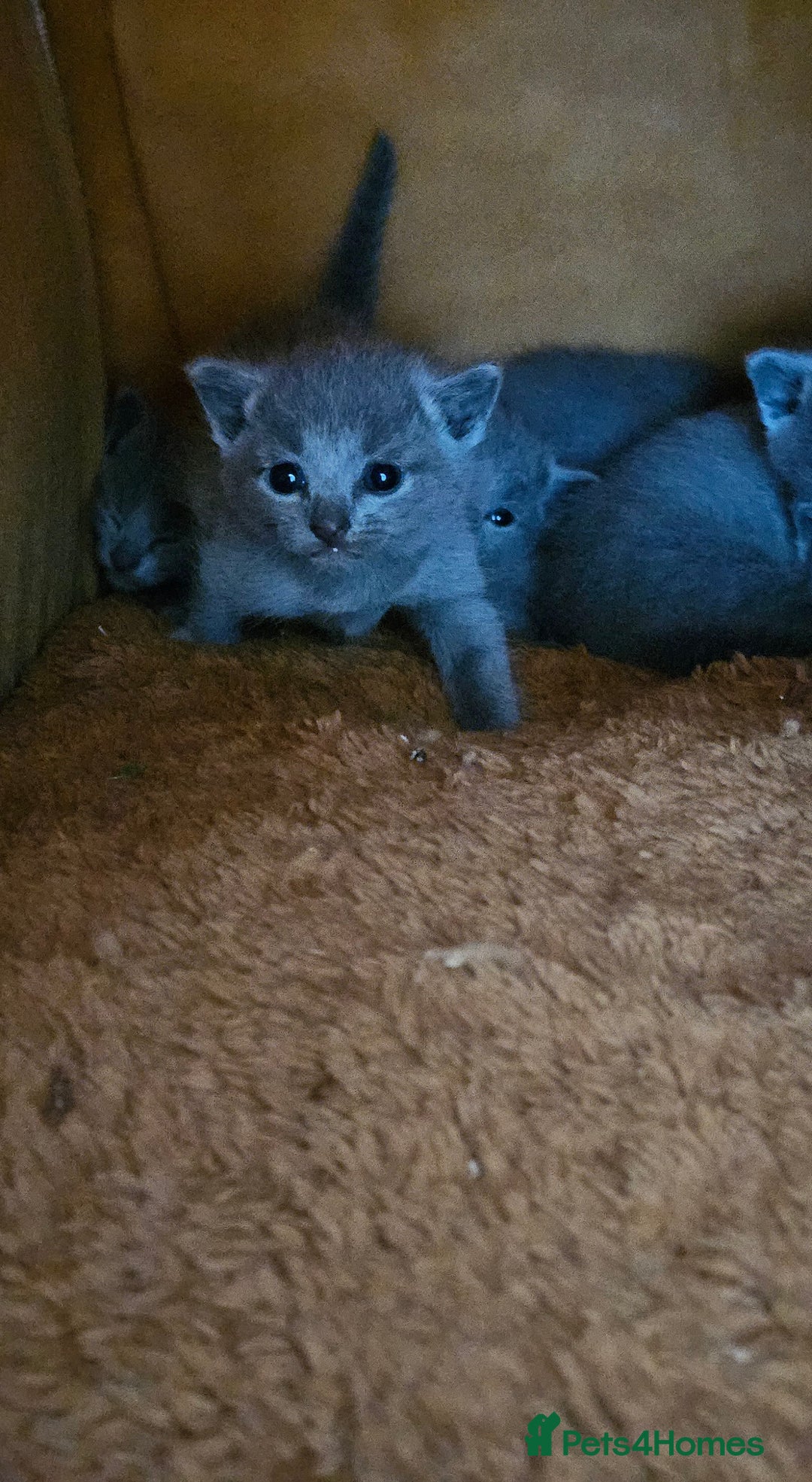 Russian Blue cats for sale: TICA Registered Kittens for Sale – £1200 - Image 5