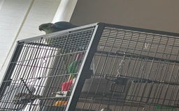 Ringnecks birds for sale: Bonded pair  - Image 4