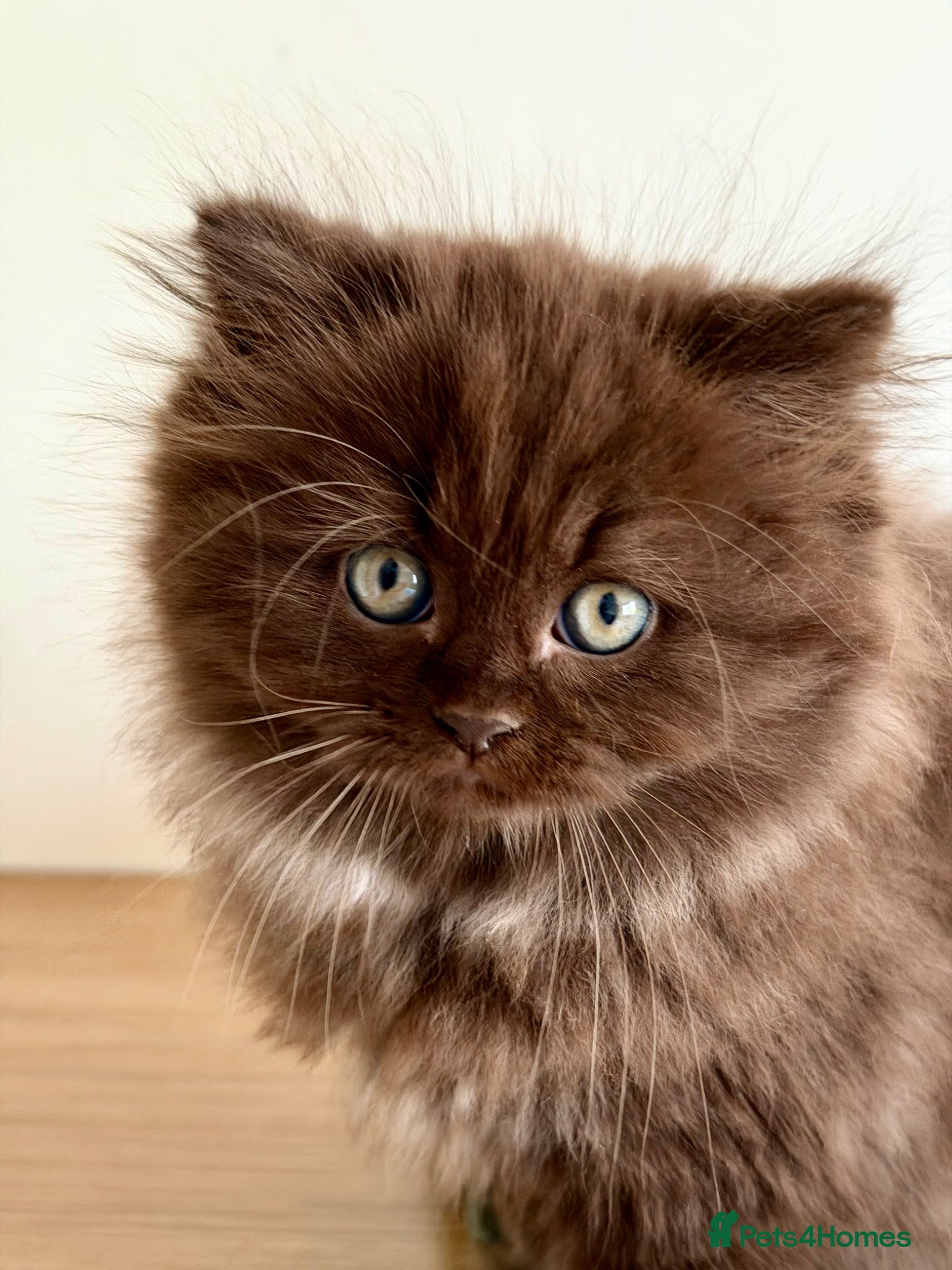 British Longhair cats Chocolate BLH boys TICA registration  - Advert 2