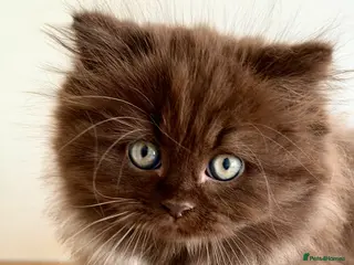 British Longhair cats Chocolate BLH boys TICA registration - Advert 3