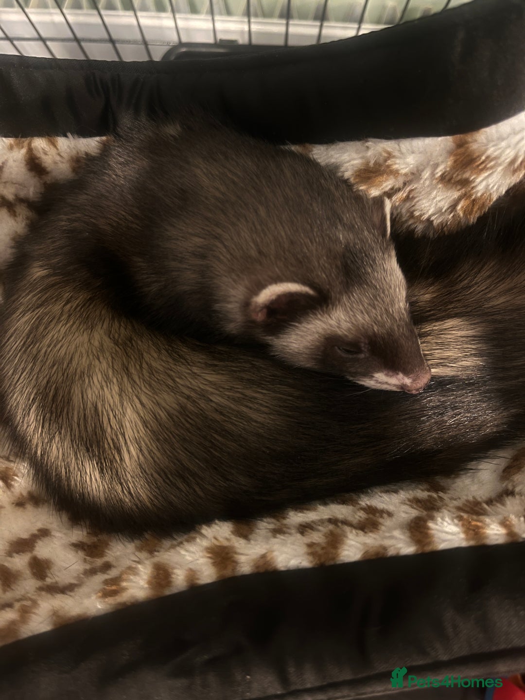 Ferret rodents for sale: Ferret Jill - Advert 1