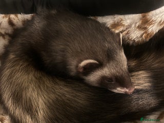 Ferret rodents Ferret Jill - Advert 2