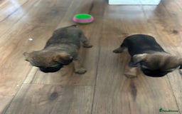 Border Terrier dogs for sale: Border Terrier pups Female - Image 11