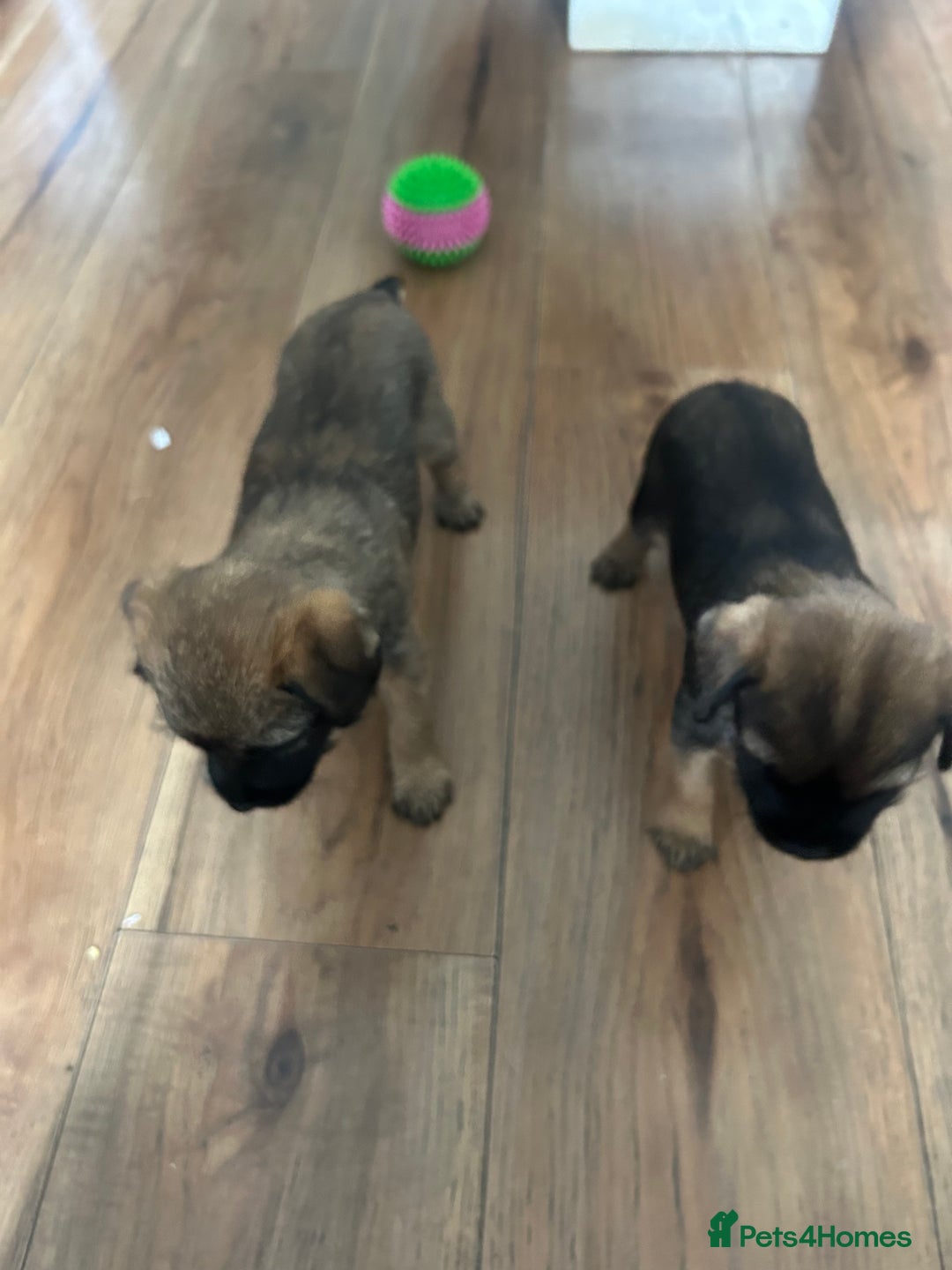 Border Terrier dogs for sale: Border Terrier pups Female - Image 11