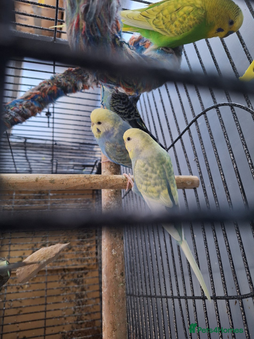 Budgerigars birds for sale: 4 budgies and cage - Image 7
