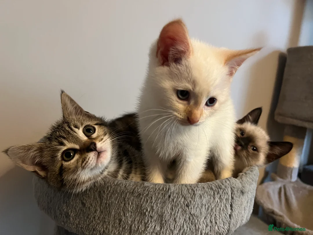 Mixed Breed cats for sale: Mixed Kittens - Advert 3