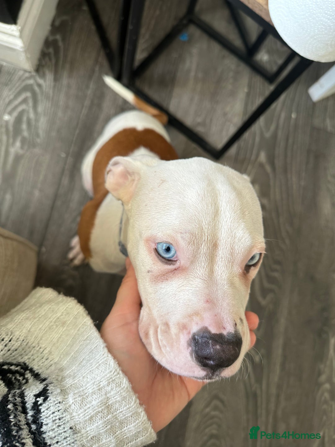 American Bulldog dogs for sale: American bulldogs  - Image 6