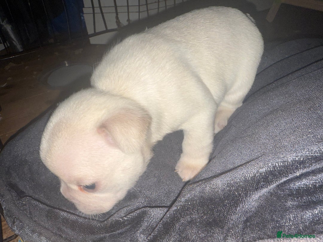 French Bulldog dogs for sale: Puppy frenchies for sale!! - Advert 14