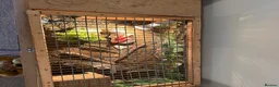 Hermann Tortoise reptiles for sale: 2 year old Herman’s tortoise  in Shepton Mallet - Advert 6