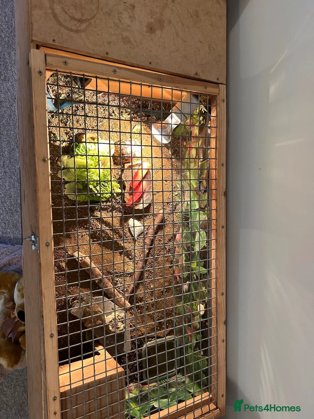 Hermann Tortoise reptiles for sale: 2 year old Herman’s tortoise  in Shepton Mallet - Advert 6