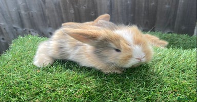 Mini Lion Lop rabbits - Advert 15