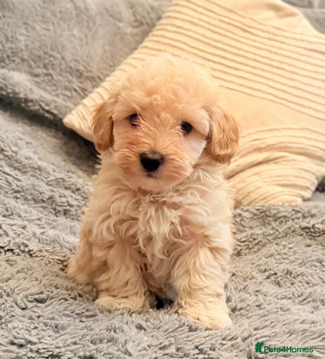 Maltipoo dogs for sale: DNA clear tiny toy F1b maltipoo puppy - Advert 6