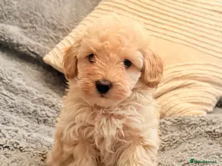 Maltipoo dogs DNA clear tiny toy F1b maltipoo puppy - Advert 18