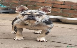 French Bulldog dogs for sale: Female merle french bulldog - Image 3