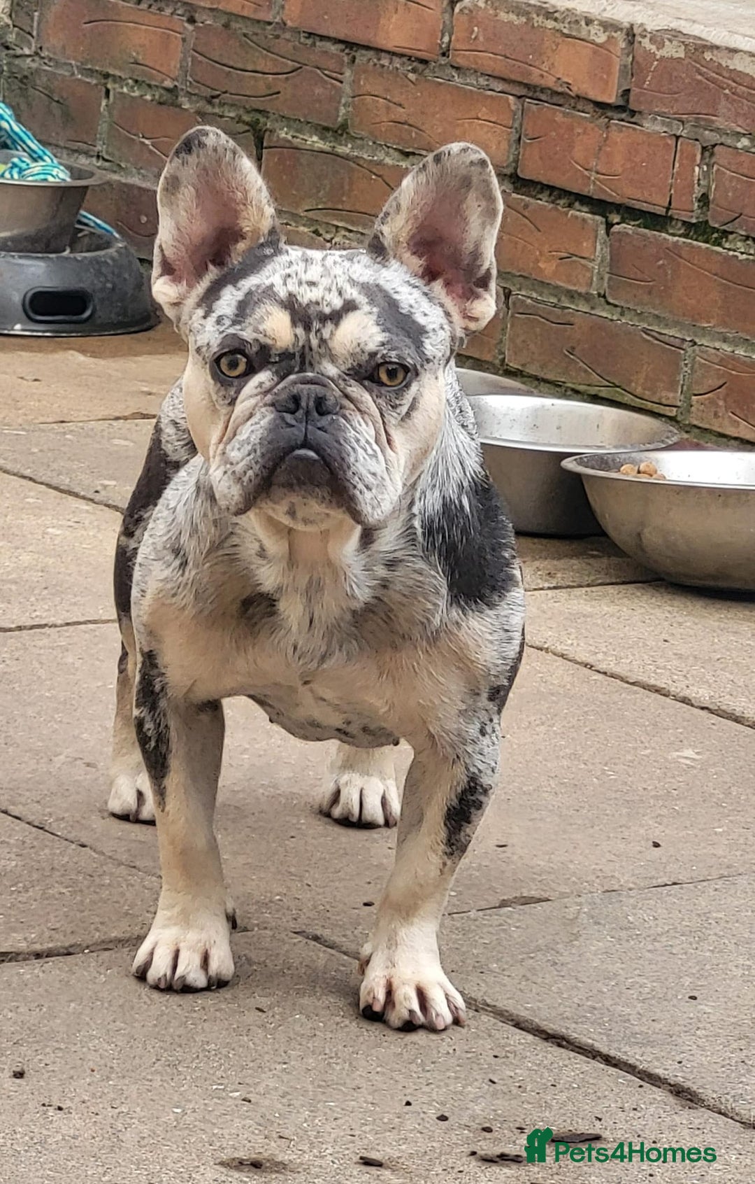 French Bulldog dogs for sale: Female merle french bulldog - Image 3
