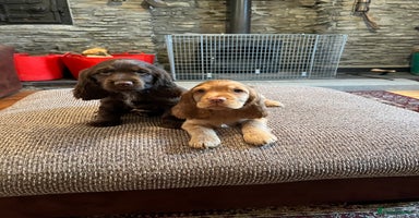 Cocker Spaniel dogs KC HEALTH TESTED SHOW cocker low co puppies ⭐️  - Advert 2