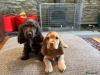 Cocker Spaniel dogs KC HEALTH TESTED SHOW cocker low co puppies ⭐️ - Advert 4