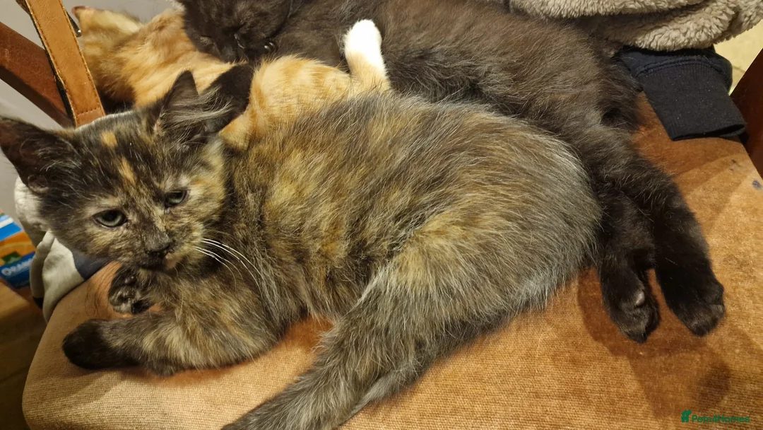 Mixed Breed cats for sale: Kittens for sale - Advert 4