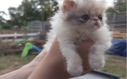 Persian cats for sale: Persian kittens KC Registered with pedigree - Image 22