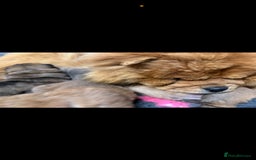 Chow Chow dogs for sale: 🩷🏆Stunning KC registered Chow Chow puppies🏆💙 - Image 23