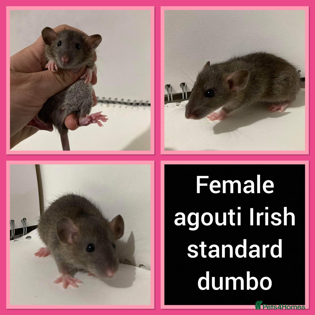 Rat rodents for sale: Adorable Dumbo Baby Rats ❤️ - Image 32