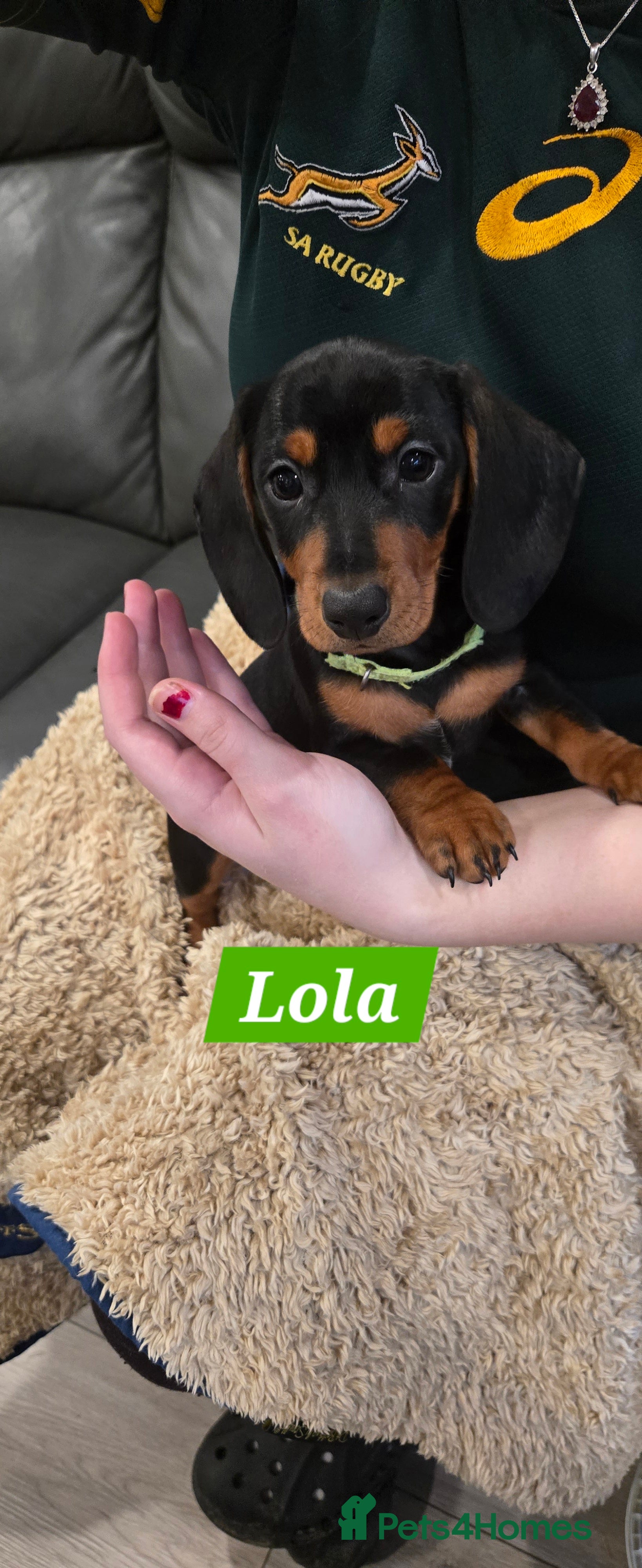 Dachshund dogs Beautiful Daxis last one available  - Advert 1