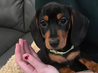 Dachshund dogs Beautiful Daxis last one available - Advert 1