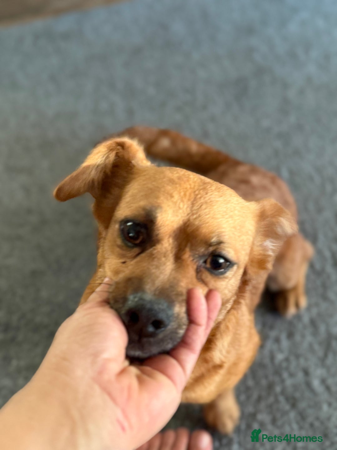 Mixed Breed dogs for adoption: Lovely Luna looking for LOVE - Image 11